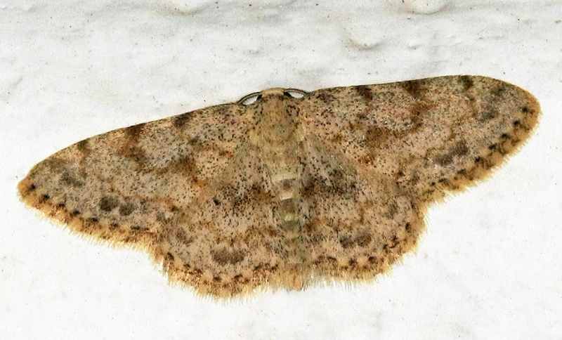 Idaea consolidata/cervantaria/camparia/??